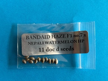 Sell: DOC D Bandaid Haze x Nepali Watermelon Hashplant  - RARE HEIRLOOM