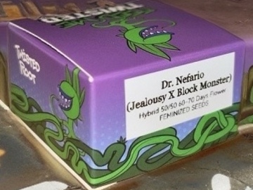 Sell: Dr Nafario (Jealousy x Block Monster) SeedJunky x Solfire