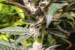 Vente: Forum Girl Scout Cookies clone for sale