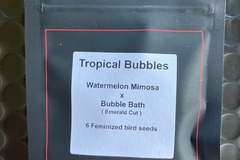 Venta: Tropical Bubbles from LIT Farms