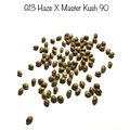 Sell: G13 Haze X Master Kush 90 free shipping 15+ seeds