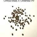 Venta: Critical Mass X Cinderella 99 free shipping 15+ seeds