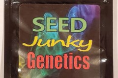 Venta: Seed Junky - 'Kush Mints F2'