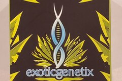 Vente: Exotic genetix - 'Runtz z' (Runtz x Rainbow Chip)