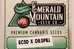 Vente: Emerald Mountain Seed Co. - East Coast Sour Diesel x Oilspill