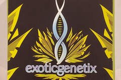 Venta: Exoticgenetix - 'Baker's Dozen' (Milk & Cookies x Rainbow Chip)