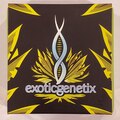 Venta: Exoticgenetix - 'Baker's Dozen' (Milk & Cookies x Rainbow Chip)