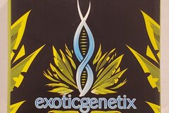 Venta: Exoticgenetix - 'Designer Runtz' (Luxuriotti x Runtz)