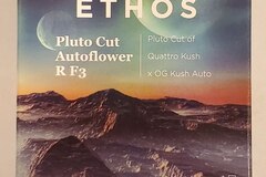Venta: Ethos – 'Pluto Cut Autoflower R F3' (Quattro Kush x OG Kush Auto)