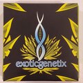 Venta: Exoticgenetix - 'Fritter Glitter' (Apple Fritter x Red Runtz)