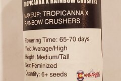 Venta: Cannarado - Tropicanna x Rainbow Crushers