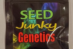 Venta: Seed Junky - Animal Cookies x Kush Mints #11