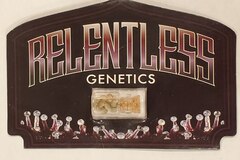 Venta: Relentless Genetics - 'Cherry Banana Split'