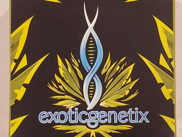 Exoticgenetix - 'Popscotti' (Biscotti x Red Pop)