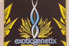 Venta: Exoticgenetix - 'Popscotti' (Biscotti x Red Pop)