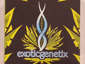 Exoticgenetix - 'Big League Sherb' (Sherb x Rainbow Chip)