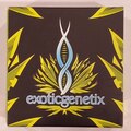 Venta: Exoticgenetix - 'Big League Sherb' (Sherb x Rainbow Chip)