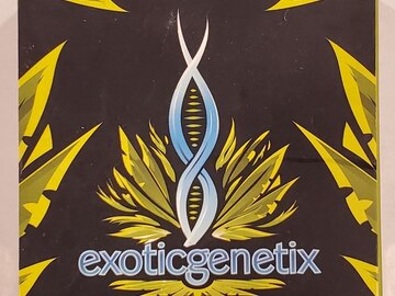 Exotic genetix - 'The Woah!!!' (Wojo Mints x Rainbow Chip)
