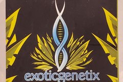 Venta: Exotic genetix - 'The Woah!!!' (Wojo Mints x Rainbow Chip)