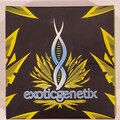Venta: Exotic genetix - 'The Woah!!!' (Wojo Mints x Rainbow Chip)