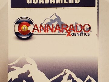 Cannarado - 'Guavamero' (Guava Gelato x Cocomero)