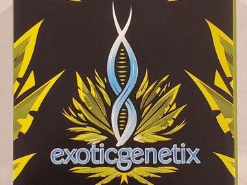 Exotic - 'Prism' (GMO x Rainbow Chip)