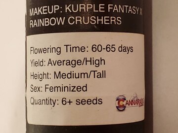 Cannarado - Kurple Fantasy x Rainbow Crushers