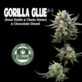 Venta: Gorilla Glue #4