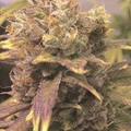 Sell: Raspberry Lime Rickey by: TwinFlameSeedCo.
