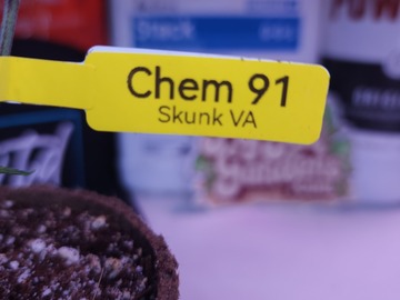 Vente: Chem 91 (SkunkVA | + 1 Free Mystery Clone)