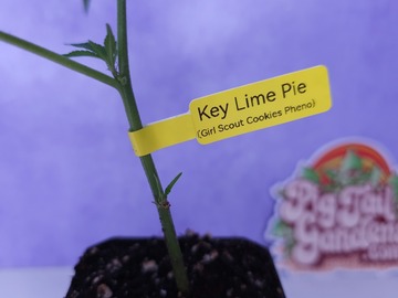Vente: KEY LIME COOKIES (Pheno of GSC | + 1 Free Mystery Clone)