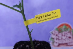Vente: KEY LIME COOKIES (Pheno of GSC | + 1 Free Mystery Clone)