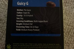 Venta: Guicy G by exotic Genetix