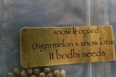 Vente: Snow leopard. Bodhi seeds