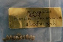 Venta: Dream lotus  Bodhi seeds