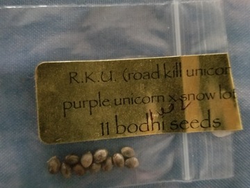 Sell: Road kill unicorn. Bodhi seeds