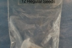 Venta: Hazmat Og Archive seeds