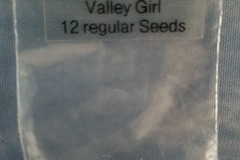 Venta: Valley Girl Archive seeds
