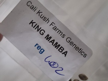 Sell: Karma King mamba biker cross high yield 12 seeds reg