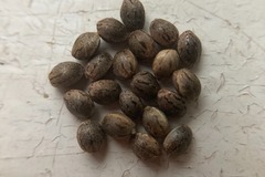 Sell: 15 x Black African Haze seeds