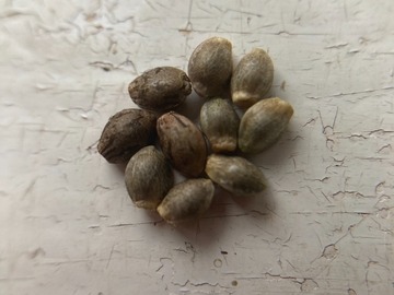 10 x Dvaravati seeds