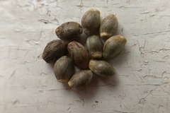 Venta: 10 x Dvaravati seeds