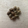 Venta: 10 x Dvaravati seeds