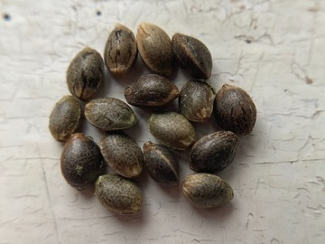 Vente: 10 x Fire Red (Malawi Gold x Panama Red) seeds