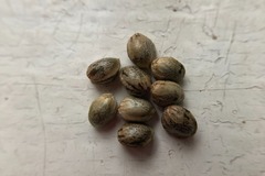 Vente: 10 x Harle-Tsu seeds