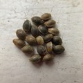 Sell: 10 x Malawi Gold seeds