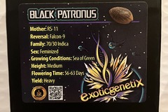 Vente: Black Patronus from Exotic Genetix