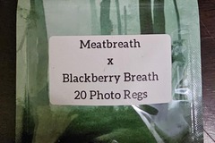 Vente: Meatbreath x Blackberry Breath F2 - 20 Photo Regs
