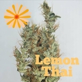 Vente: Lemon Thai (Dutch Flowers)