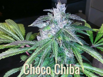 Venta: Choco Chiba Purple Colombian